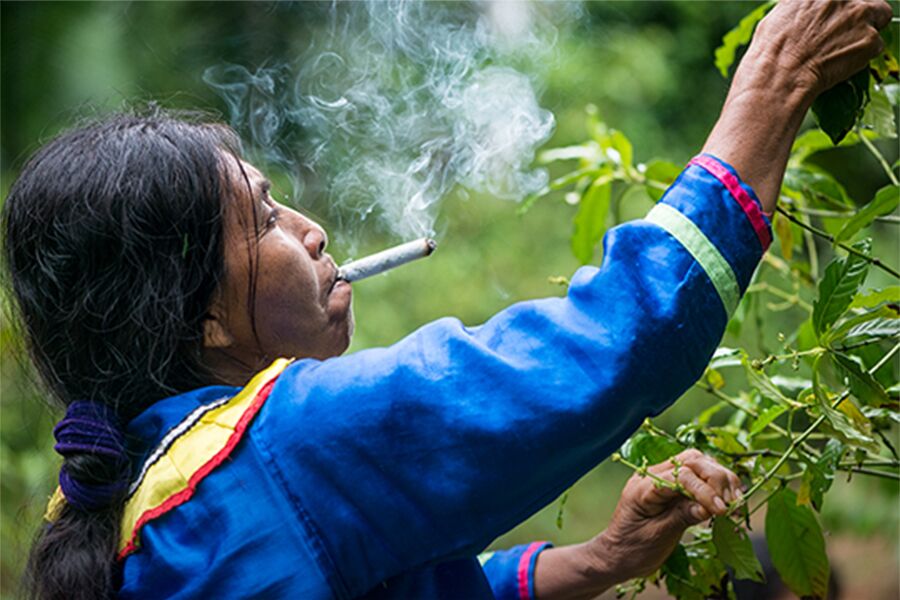 Spirt of Mapacho: A History of Nicotiana rustica