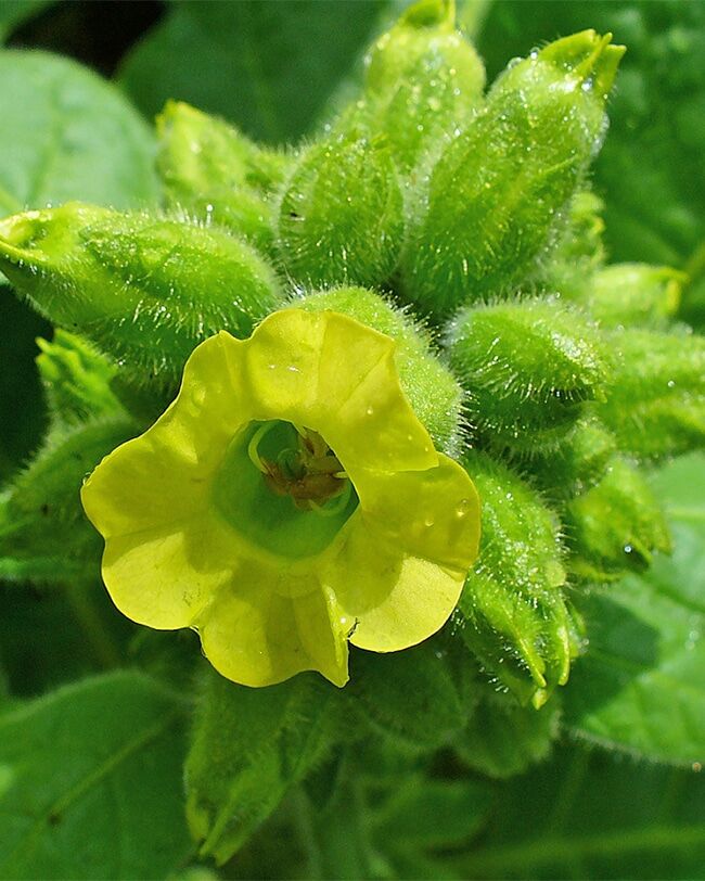 mapacho tobacco uk Spirt of Mapacho: A History of Nicotiana rustica