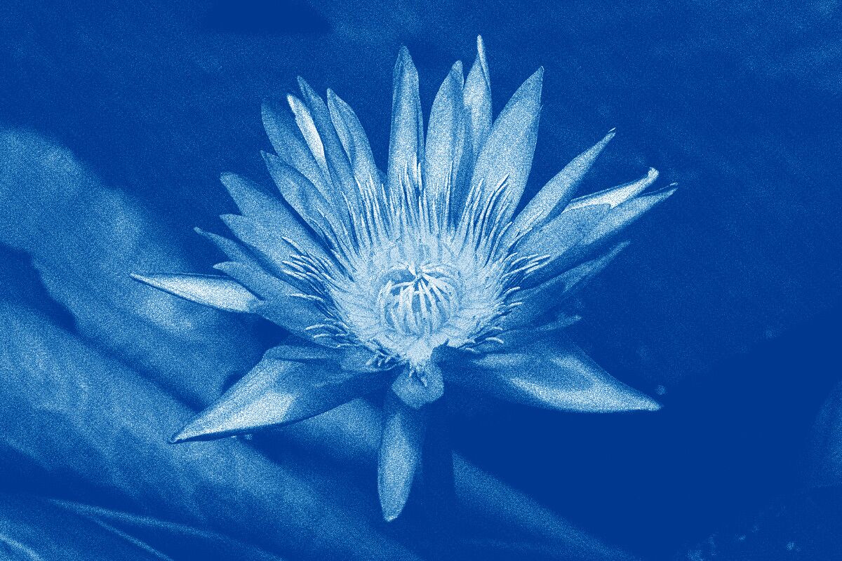 We've All Been Duped By Blue Lotus Flower | DoubleBlind Mag